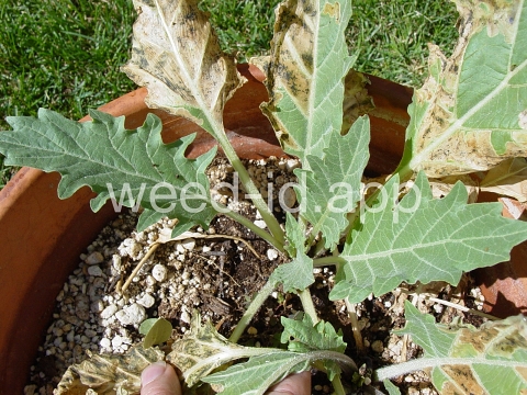 henbane, black